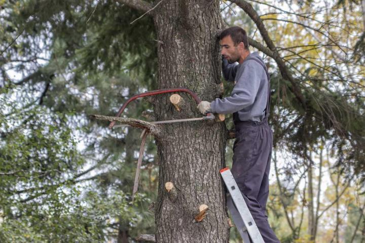 Faites-nous confiance pour les travaux d’élagage ou d’abattage d’arbres.